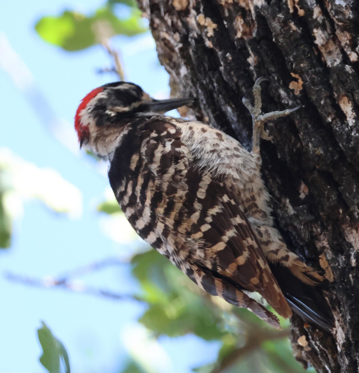 Acorn Woodpecker - ML620422874