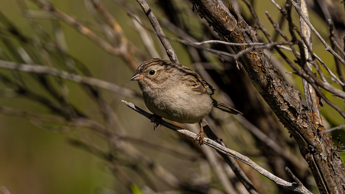 Brewer's Sparrow - ML620422877