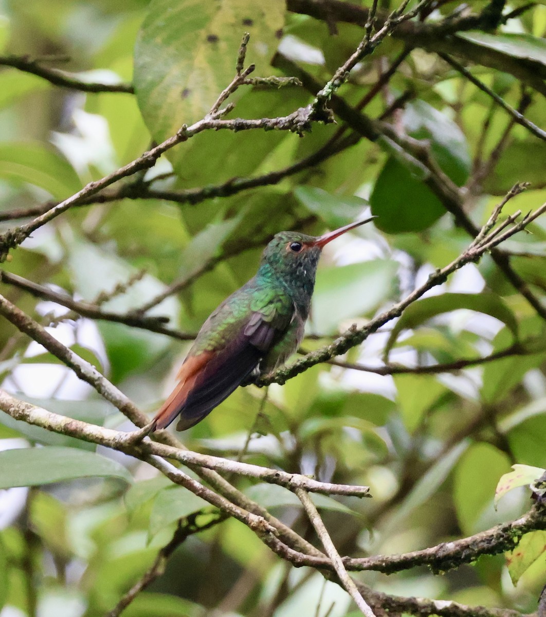 Rufous-tailed Hummingbird - ML620422887