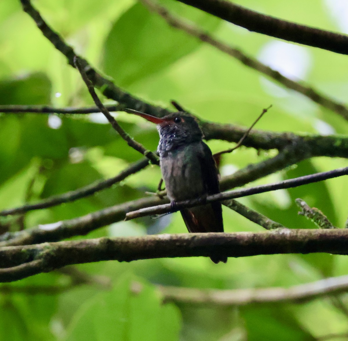 Rufous-tailed Hummingbird - ML620422888