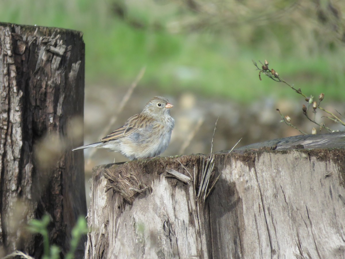 Band-tailed Sierra Finch - Claudio Coloma (Irisnocturno)
