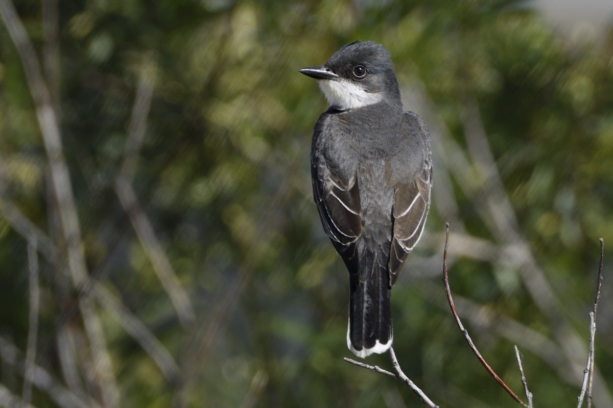 Eastern Kingbird - ML620422891