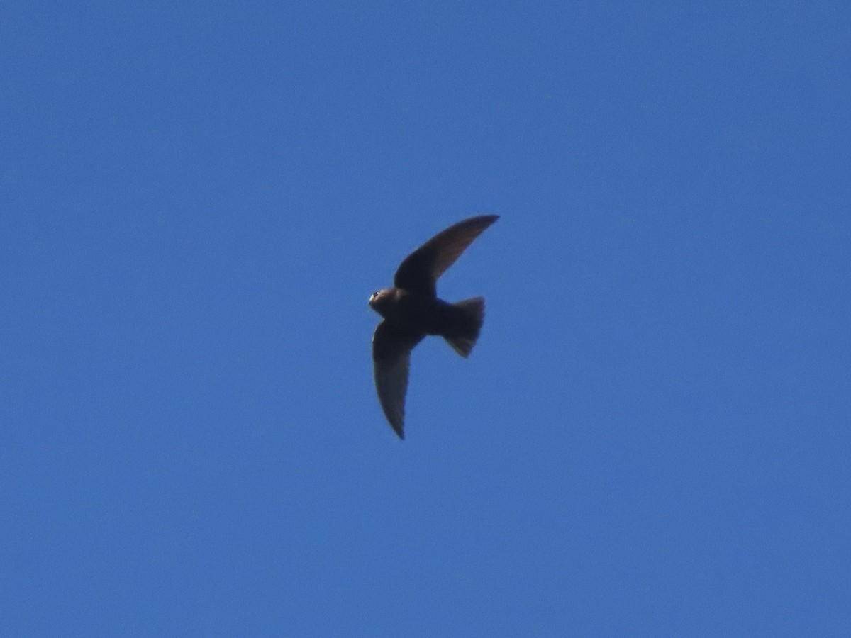 Black Swift - ML620422895