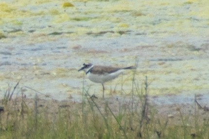 Little Ringed Plover - ML620422903