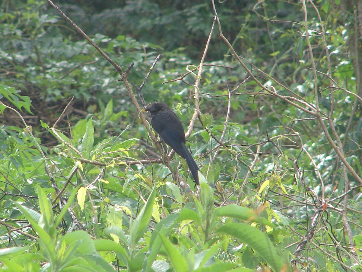 Smooth-billed Ani - ML620422904