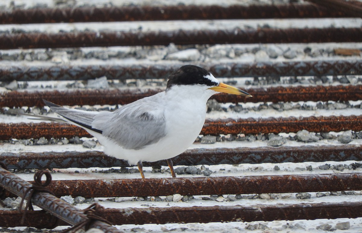 Least Tern - ML620422913