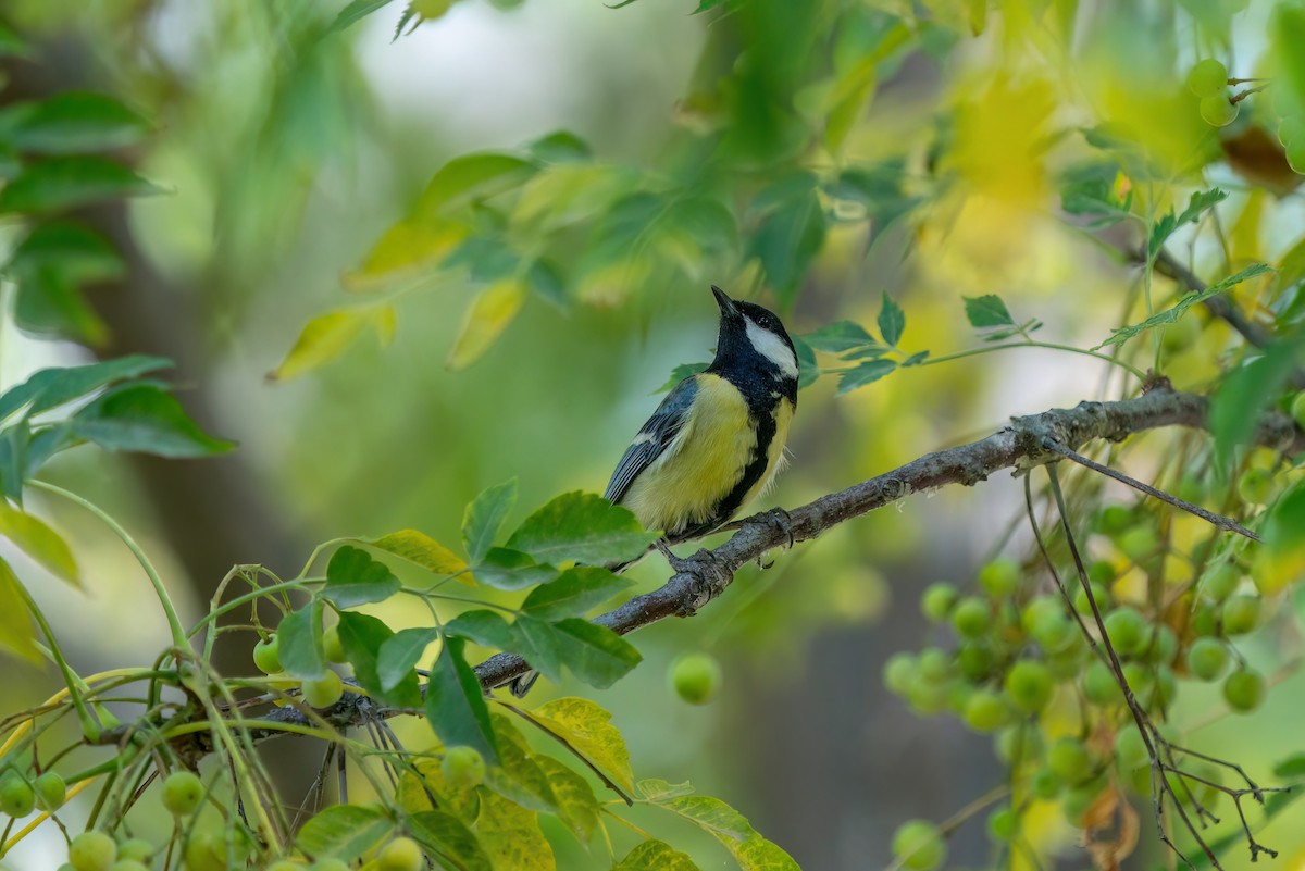 Great Tit - ML620422920