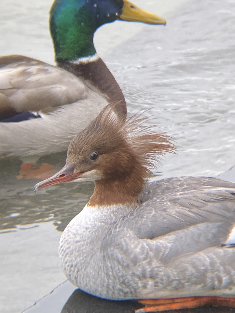 Common Merganser - ML620422928