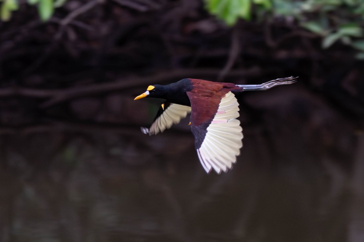 Northern Jacana - ML620422939