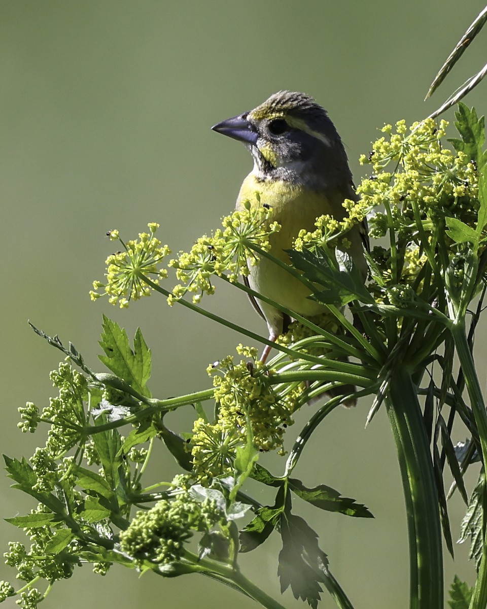 Dickcissel - ML620422944