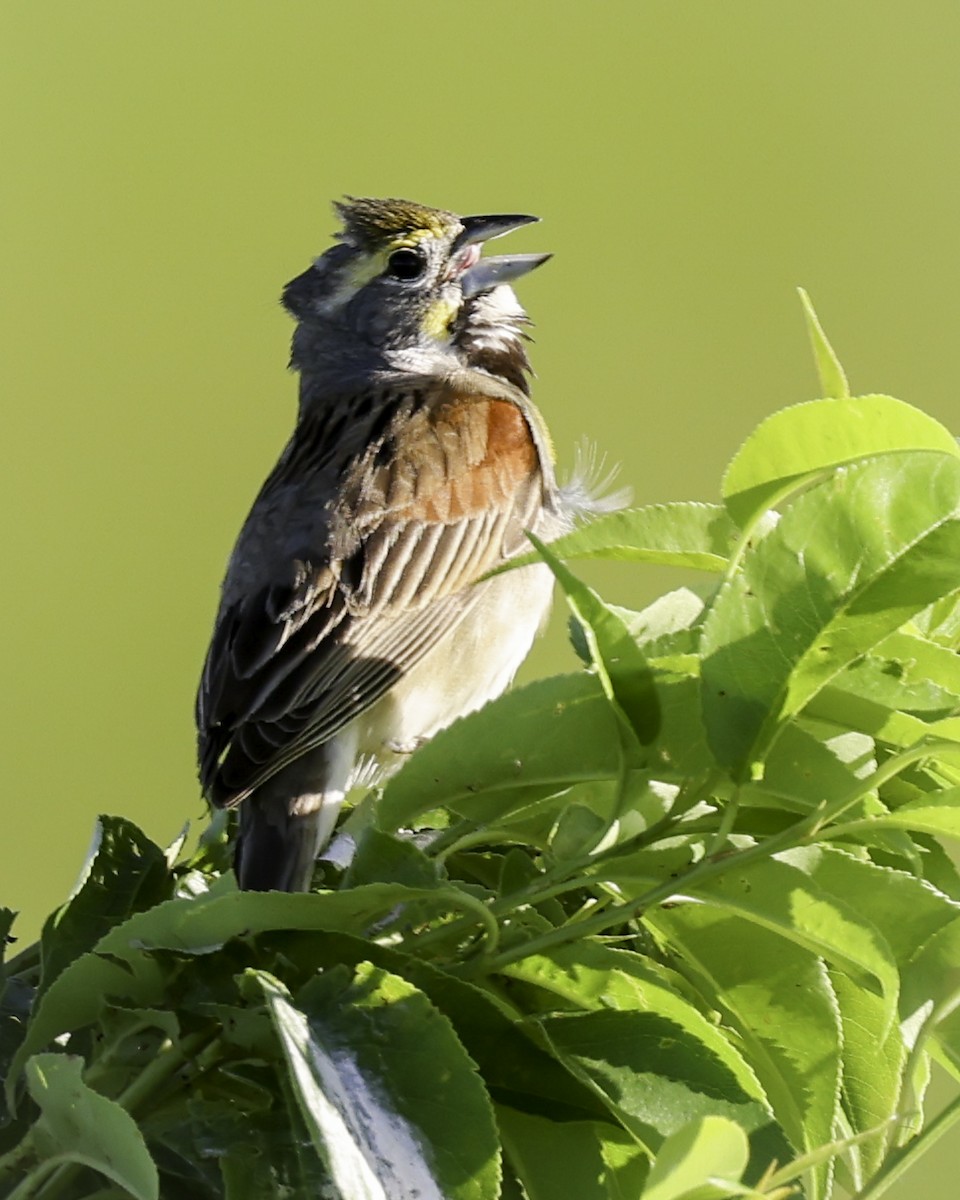 Dickcissel d'Amérique - ML620422947