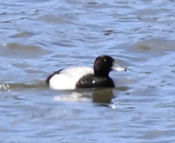 Greater Scaup - ML620422951