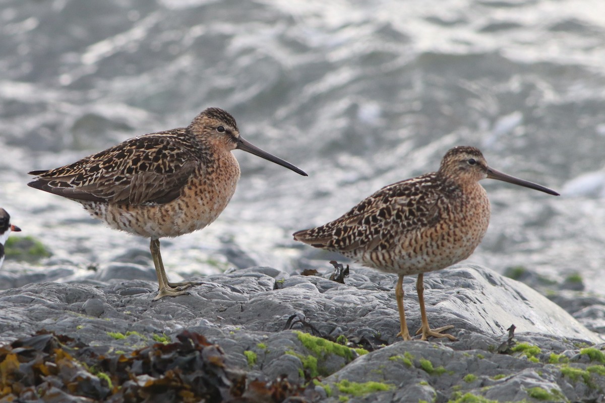 Short-billed Dowitcher - ML620422957