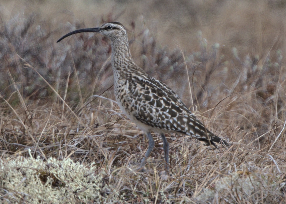 Bristle-thighed Curlew - ML620422959