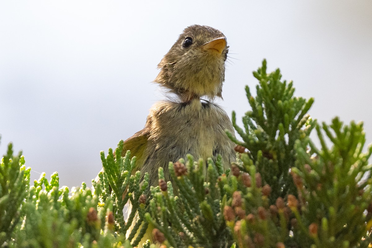 Western Flycatcher - Tom Hambleton