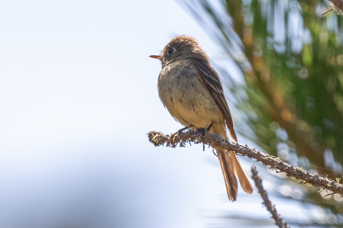 Western Flycatcher - ML620422965