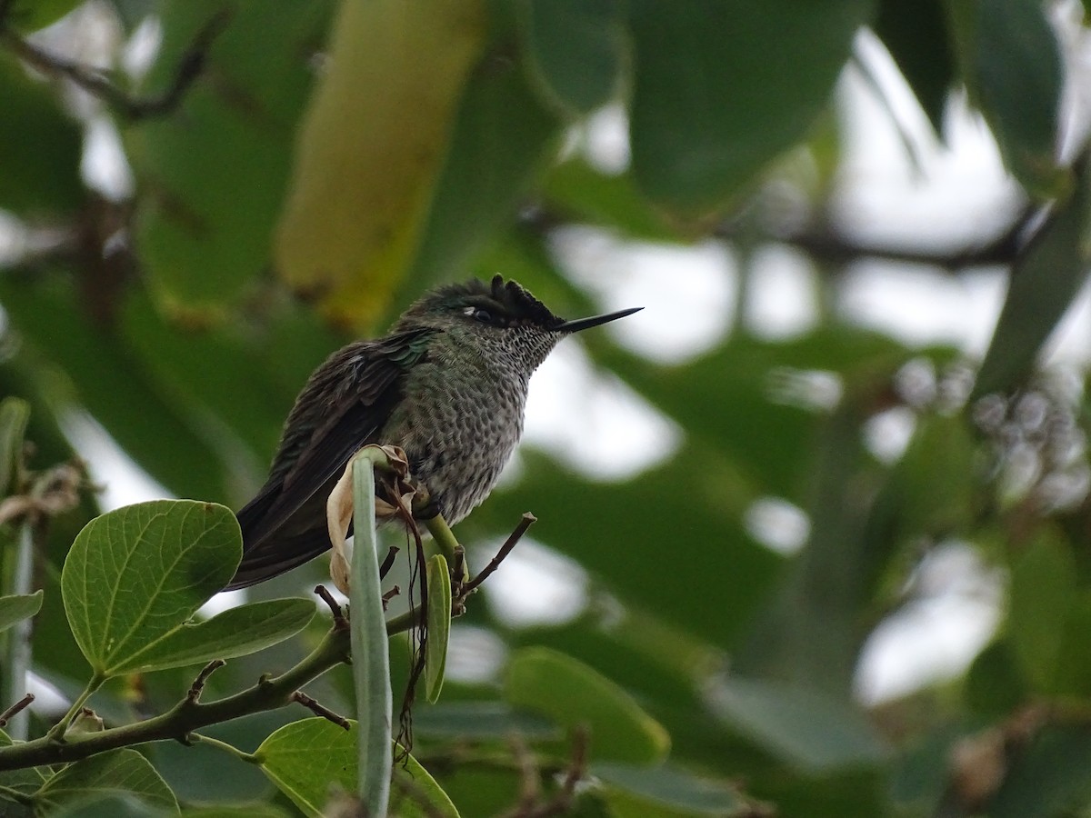 Green-backed Firecrown - ML620422982