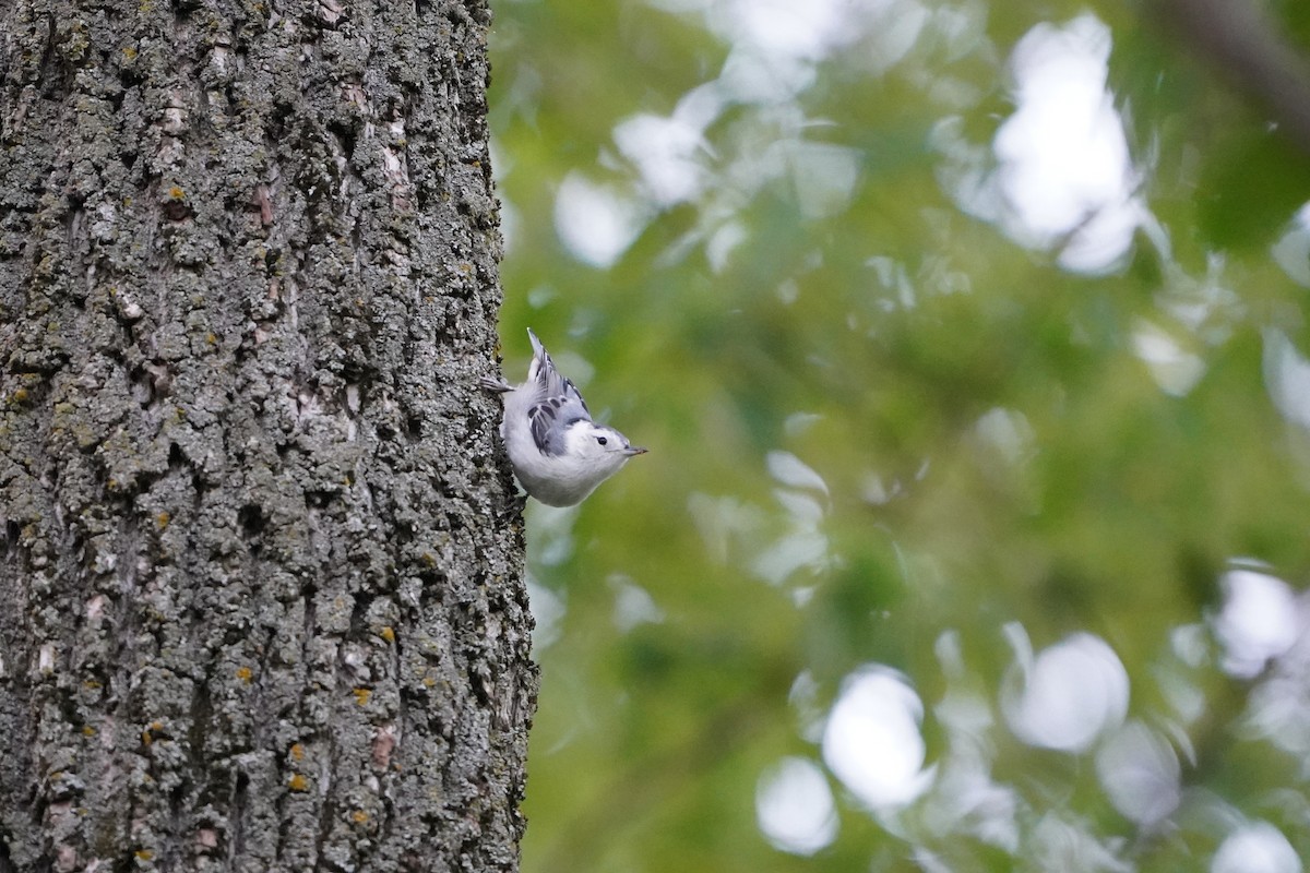 White-breasted Nuthatch - ML620422984