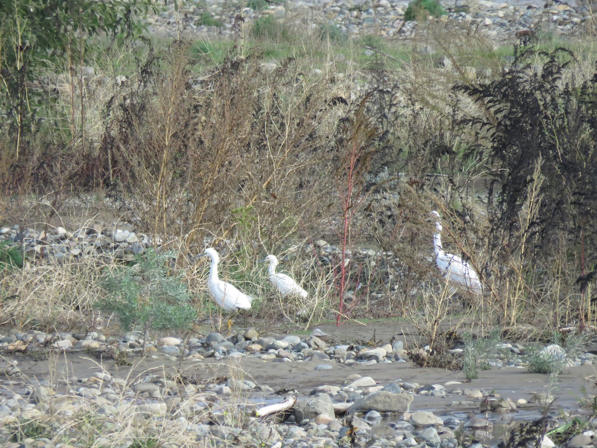 Snowy Egret - ML620422989