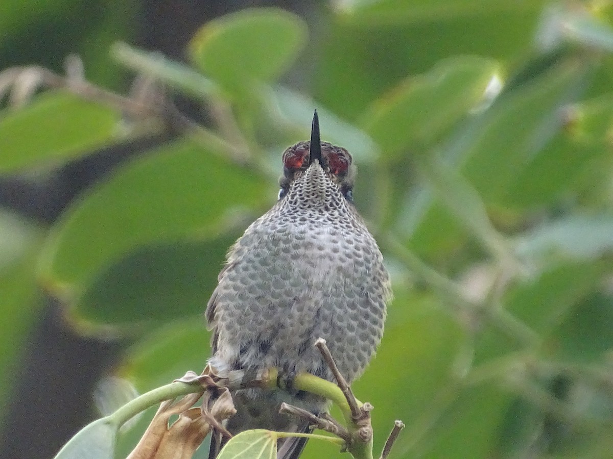 Green-backed Firecrown - ML620422994