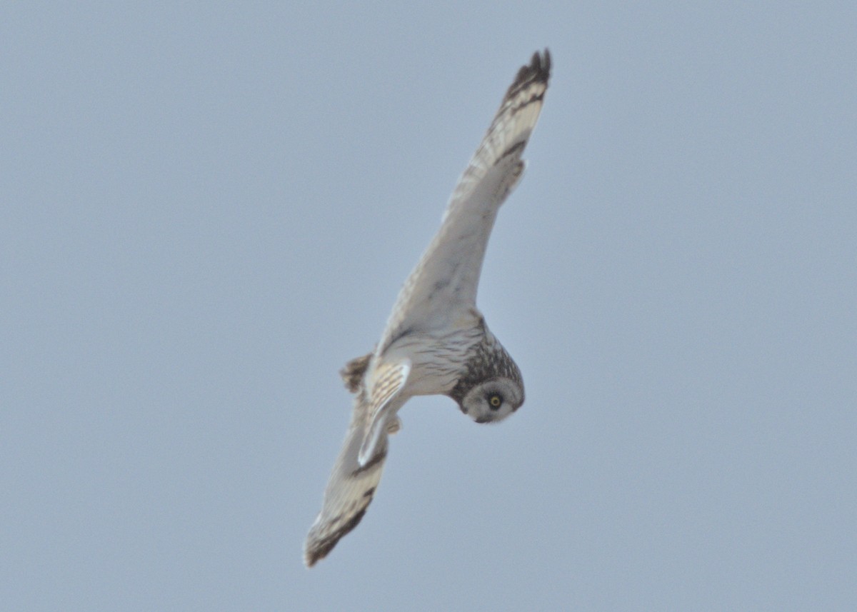 Short-eared Owl - ML620422996