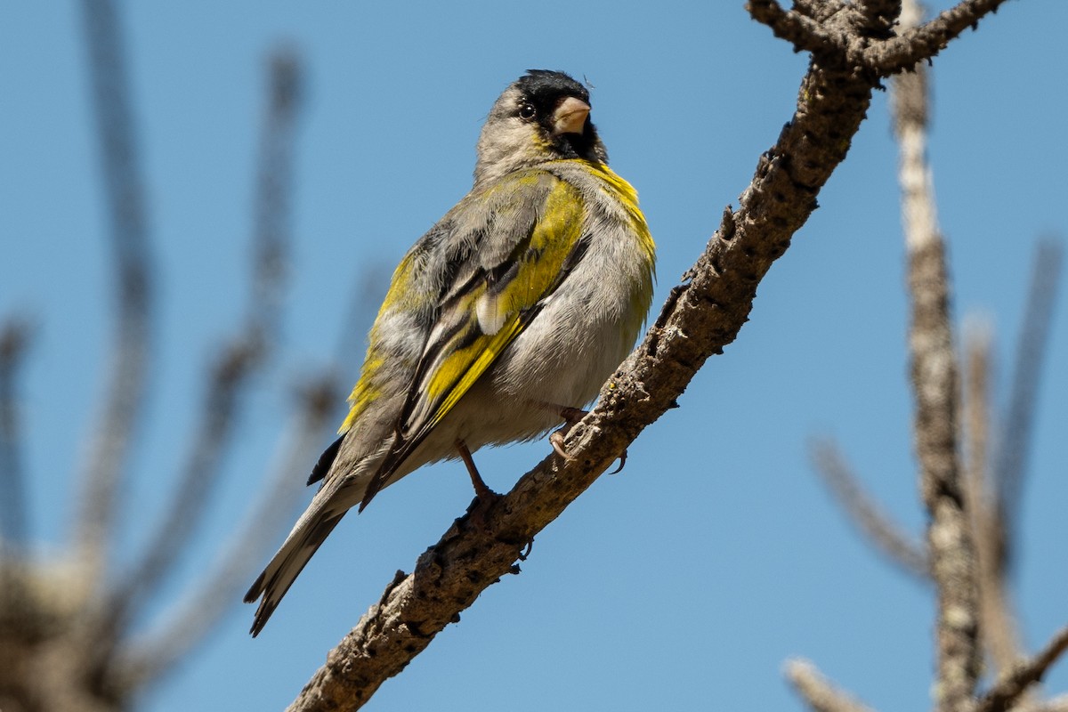 Lawrence's Goldfinch - ML620423003