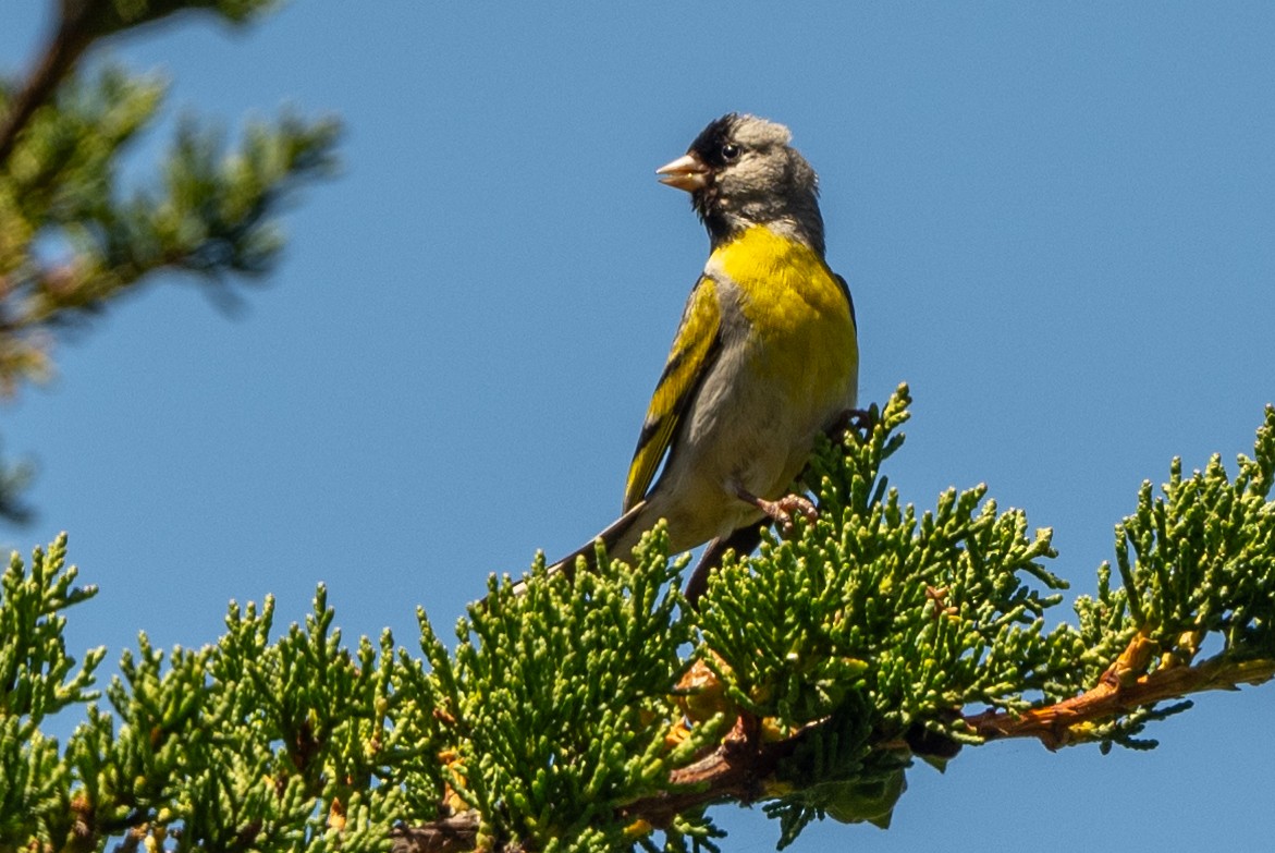 Lawrence's Goldfinch - ML620423004