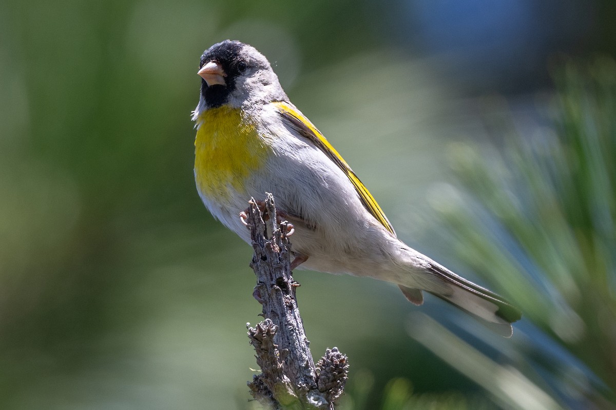 Lawrence's Goldfinch - ML620423007