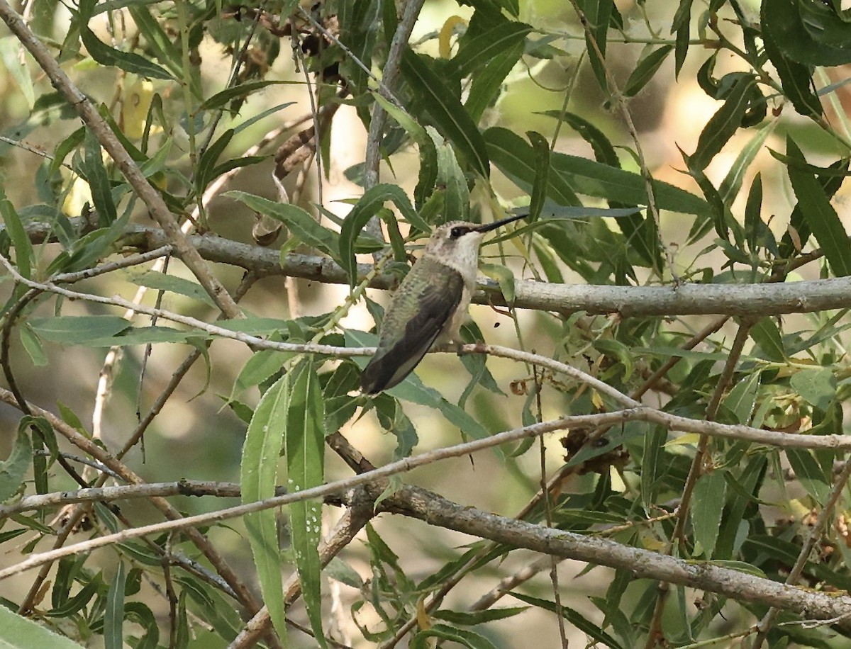 Black-chinned Hummingbird - ML620423009