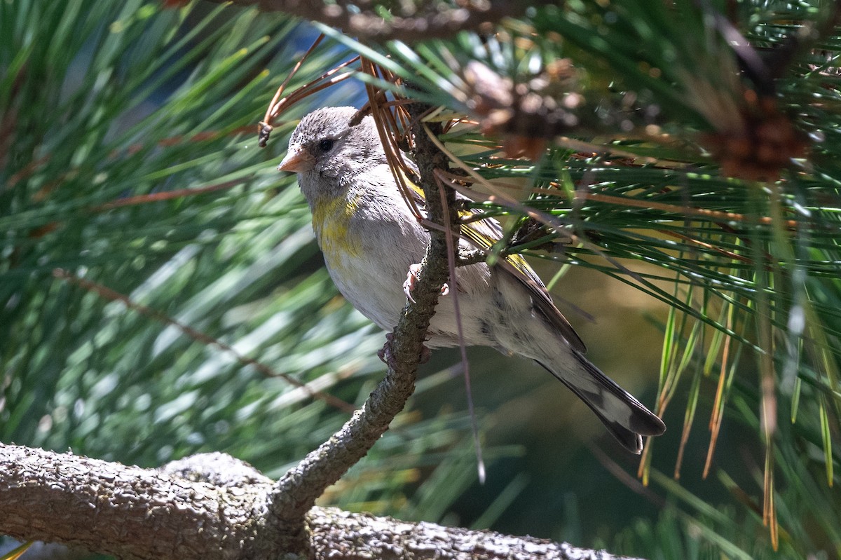 Lawrence's Goldfinch - ML620423012