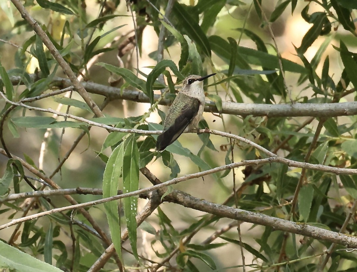 Black-chinned Hummingbird - ML620423013