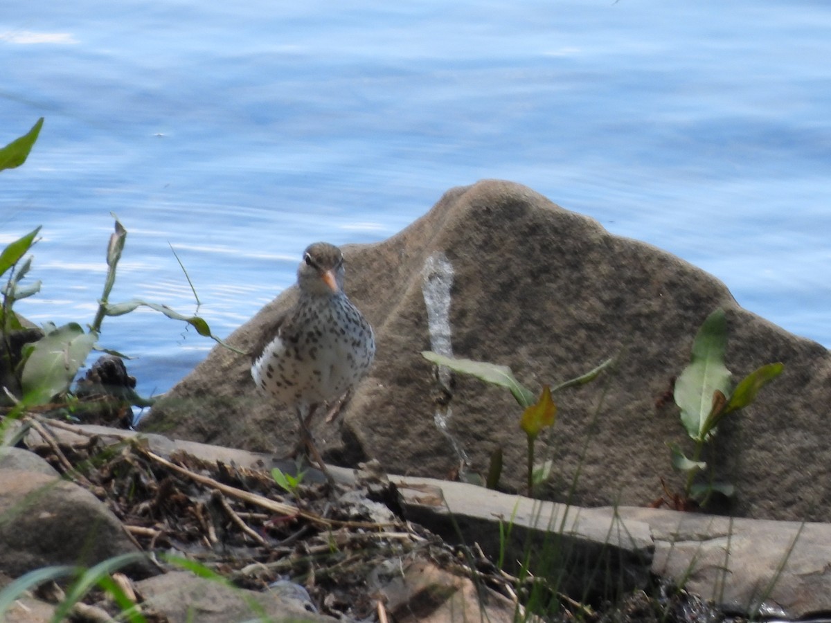 Spotted Sandpiper - ML620423031