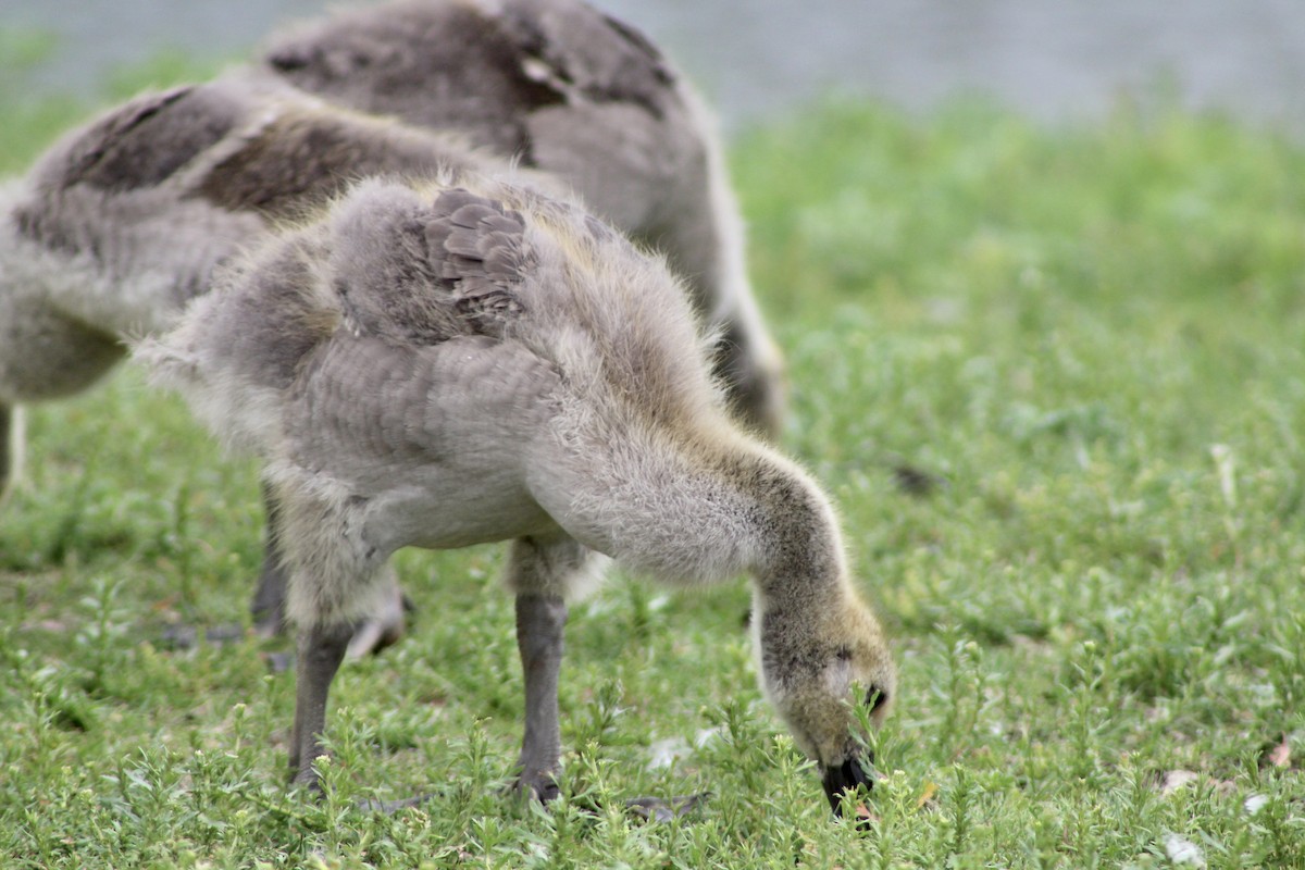 Canada Goose - ML620423037