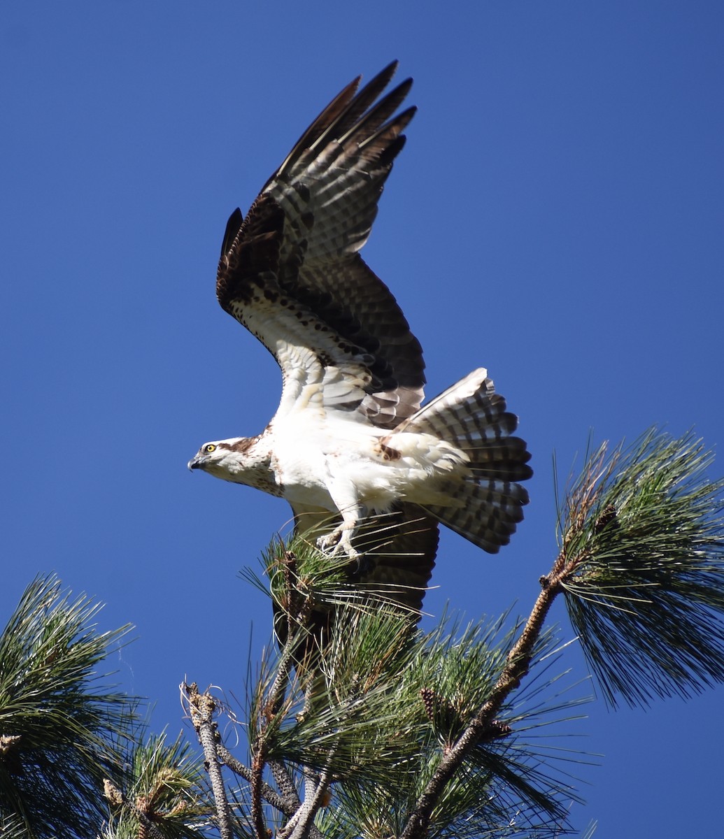 Águila Pescadora - ML620423044