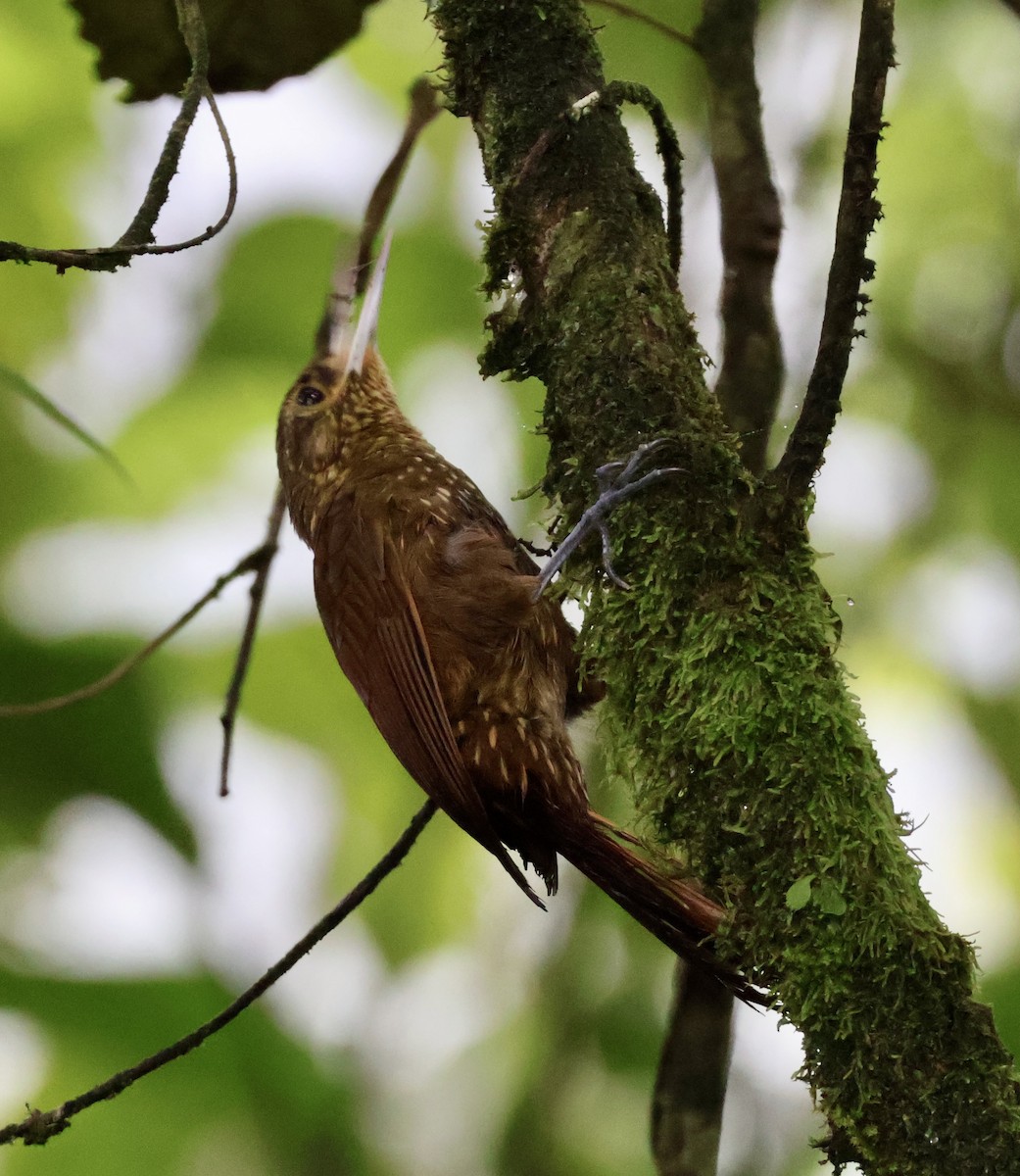Spotted Woodcreeper - ML620423049