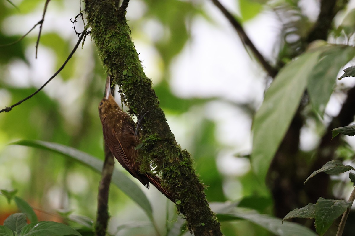 Spotted Woodcreeper - ML620423050