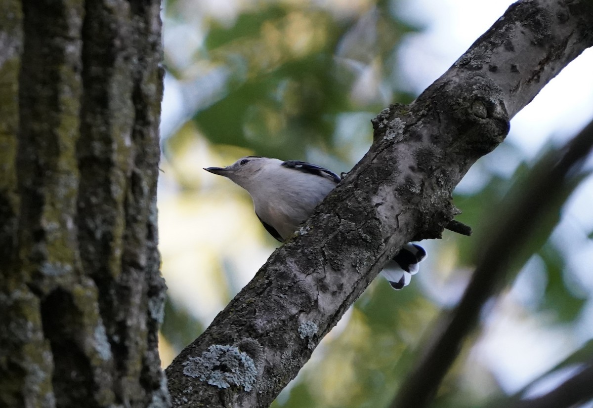 White-breasted Nuthatch - ML620423053