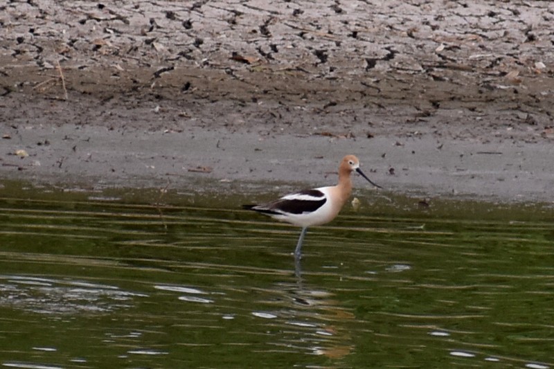 Avoceta Americana - ML620423060