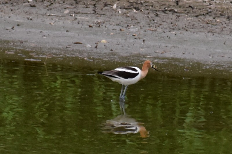 Avoceta Americana - ML620423061