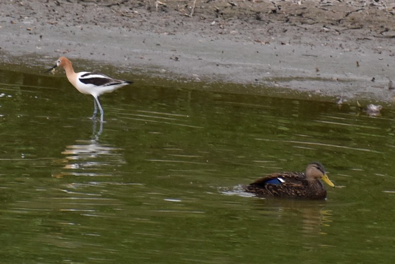 Avoceta Americana - ML620423062