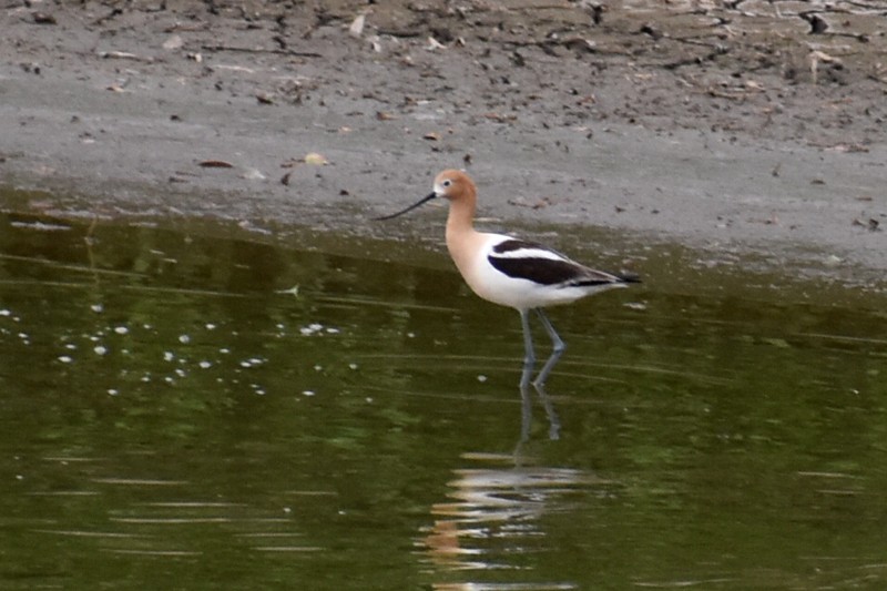 Avoceta Americana - ML620423063