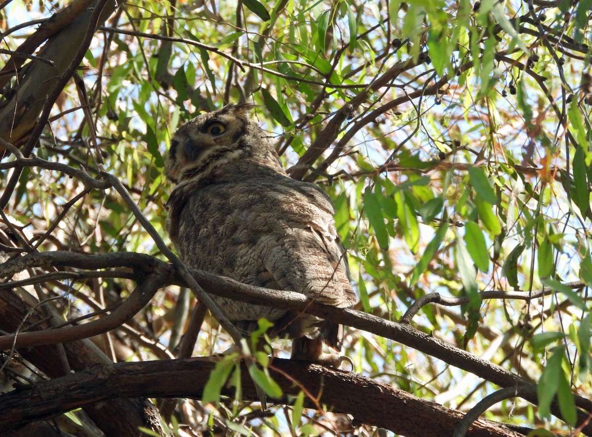 Great Horned Owl - ML620423067