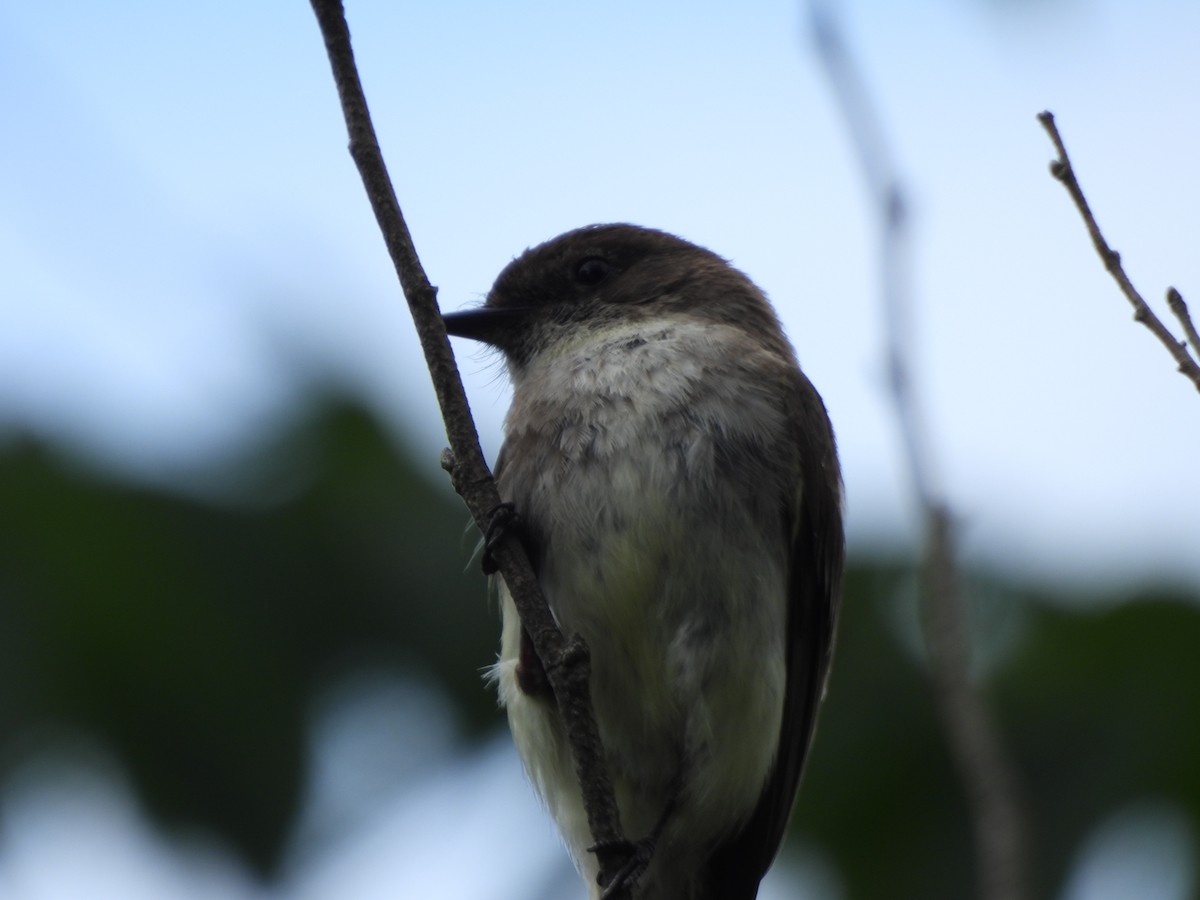 Eastern Phoebe - ML620423073