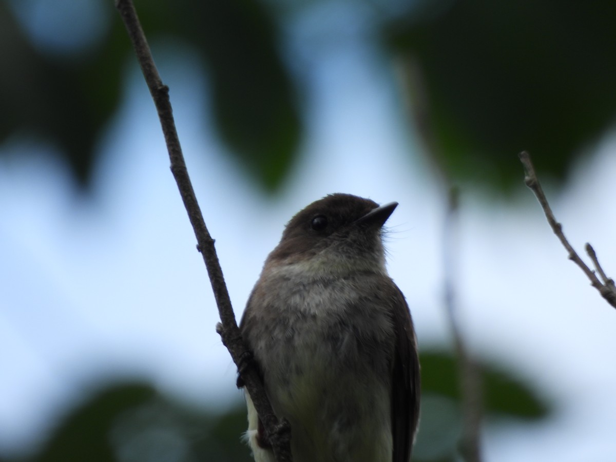 Eastern Phoebe - ML620423074