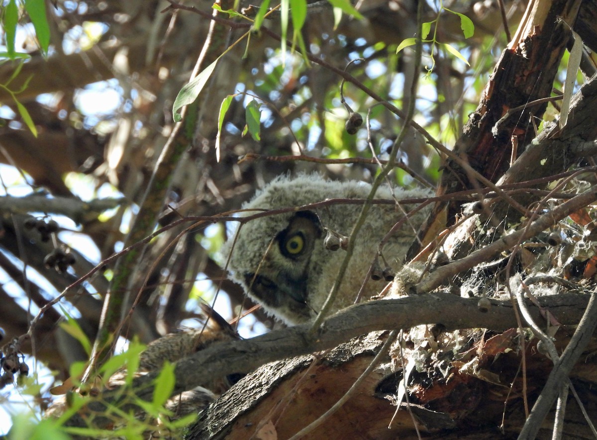 Great Horned Owl - ML620423076