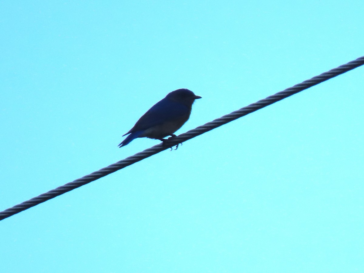 Eastern Bluebird - ML620423077