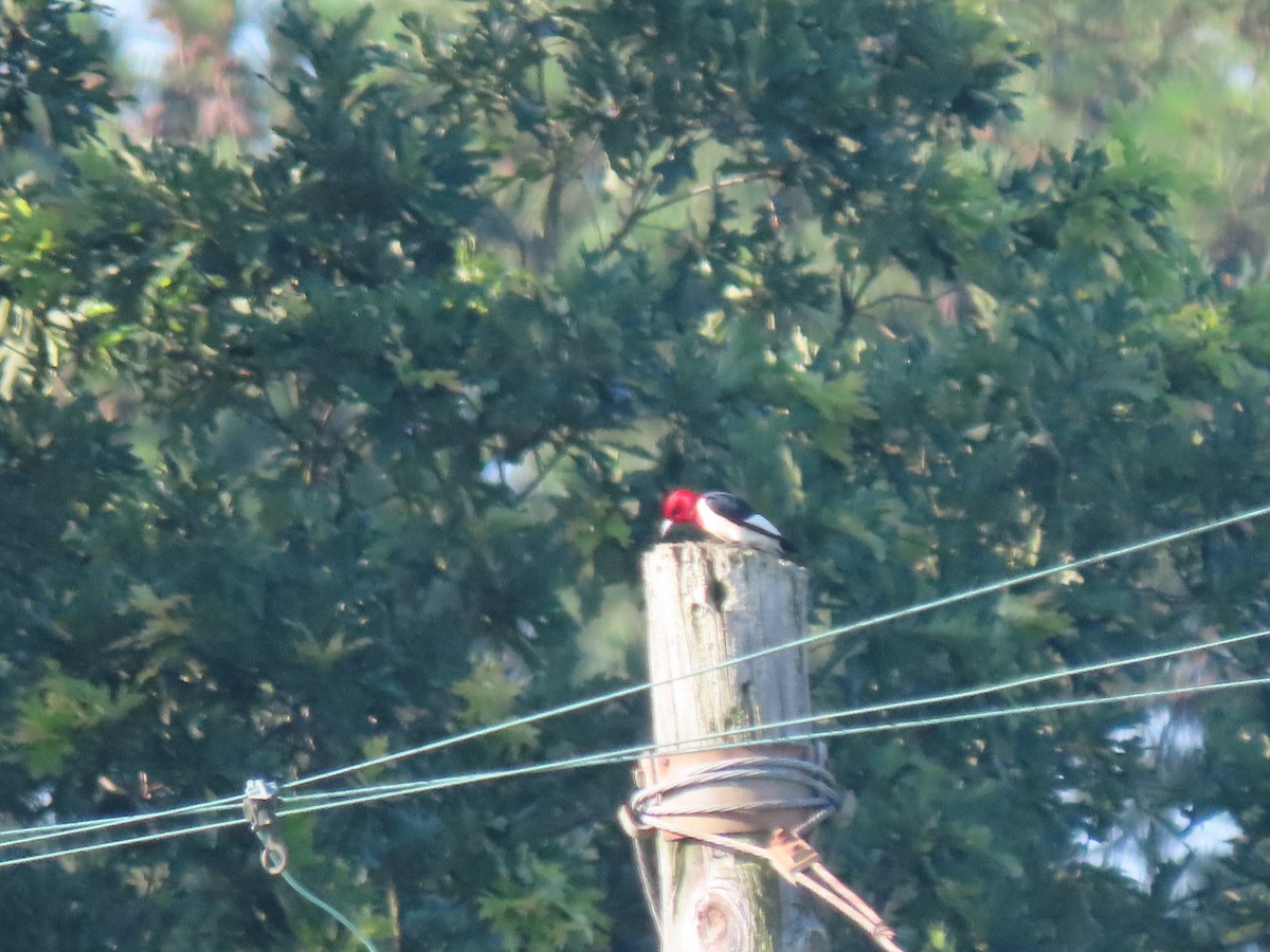 Red-headed Woodpecker - ML620423079