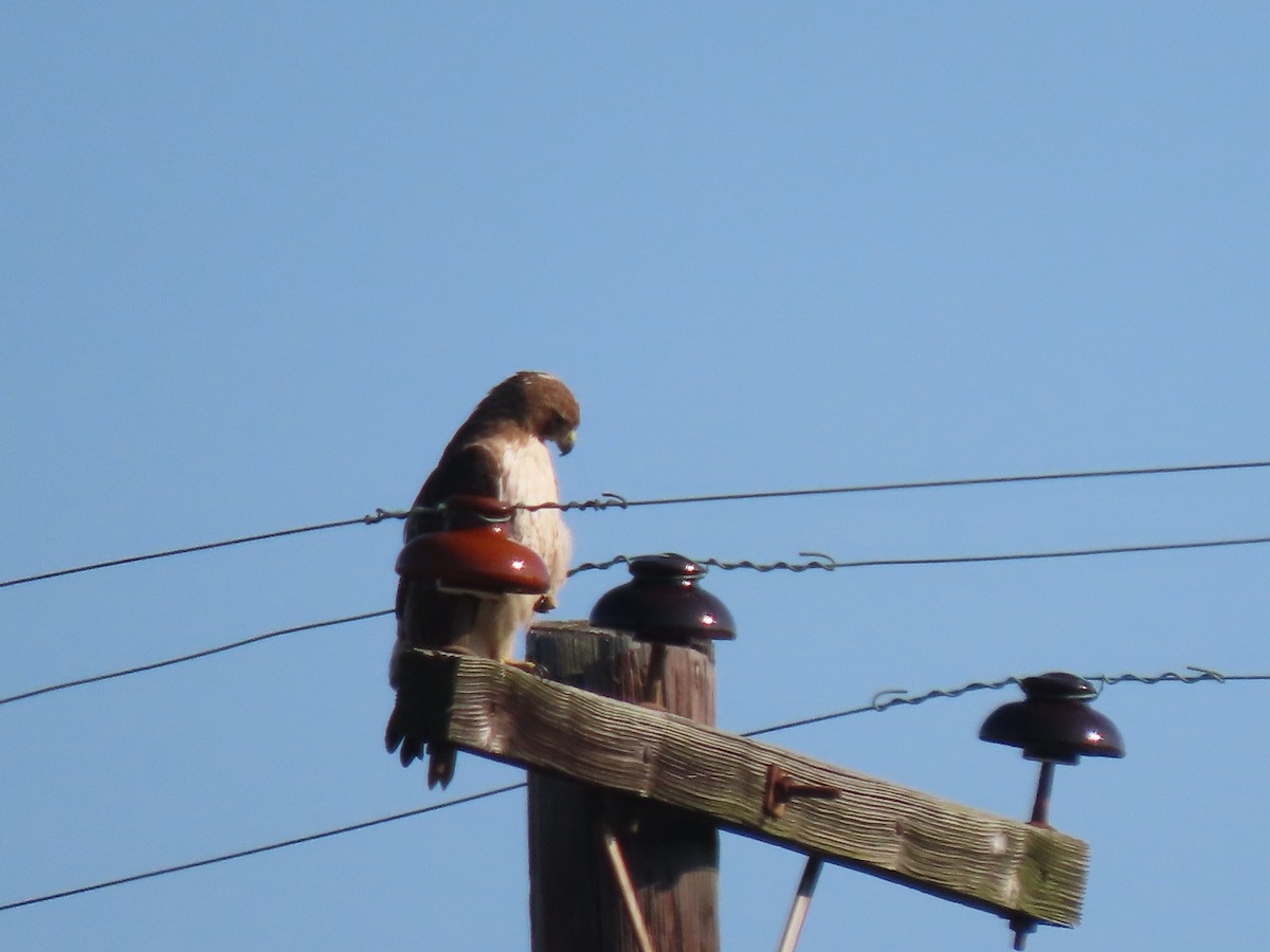 Red-tailed Hawk - ML620423089