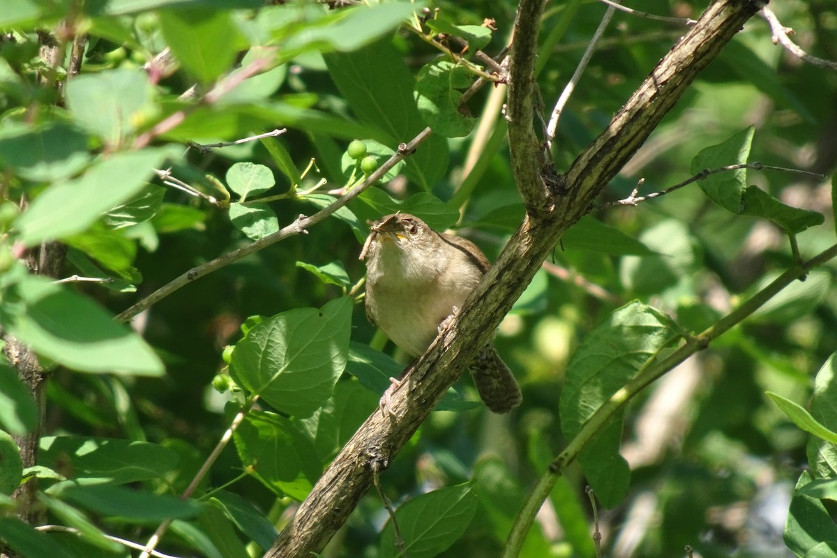 House Wren - ML620423091