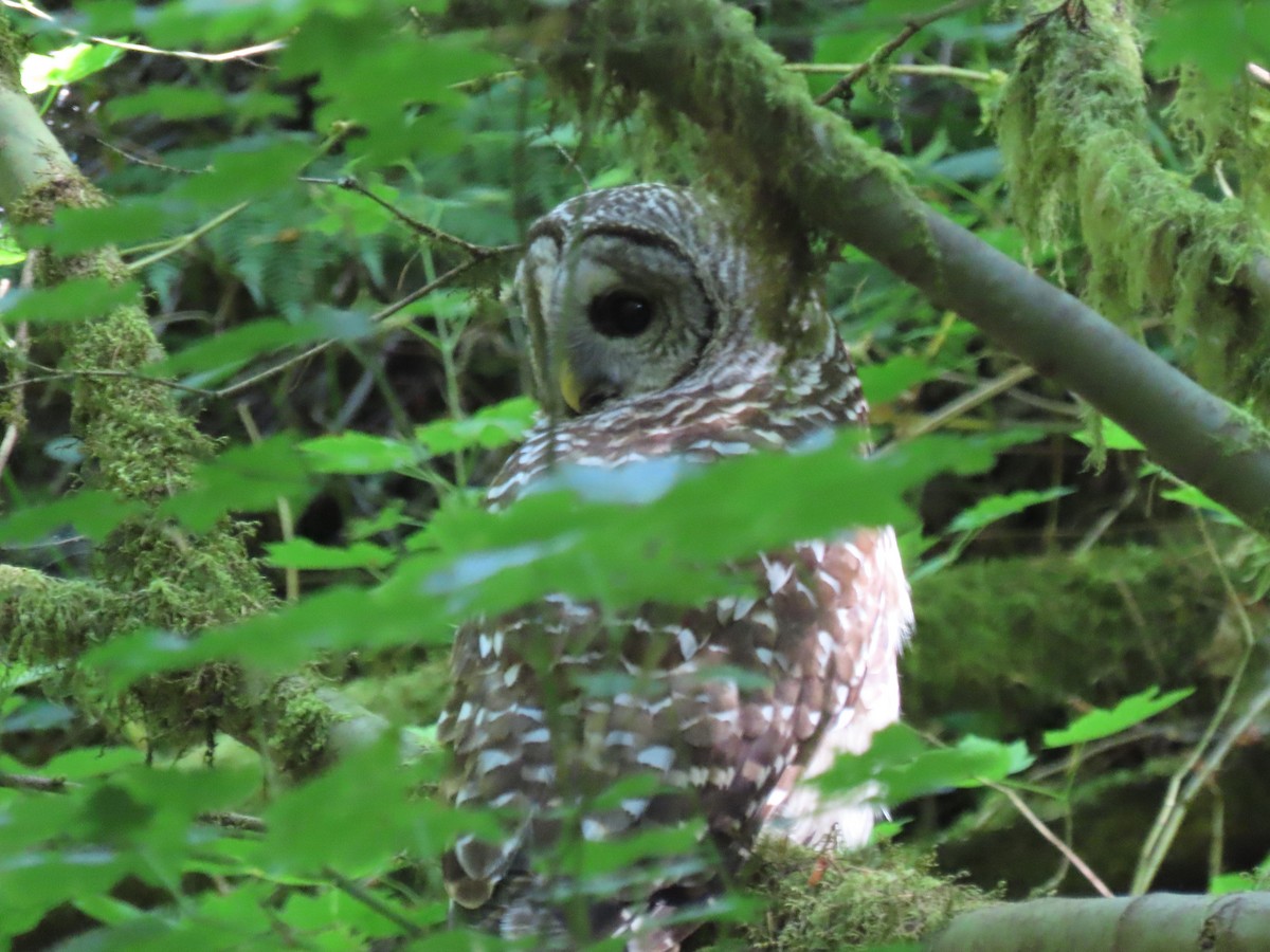 Barred Owl - ML620423093